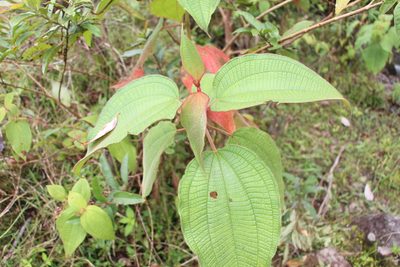 Miconia aeruginosa, photographed by Andrés Ramírez-Barrera