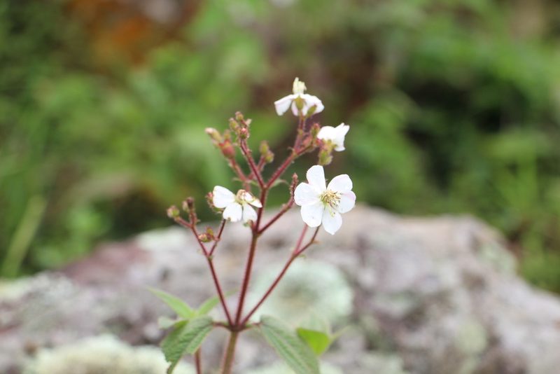 Chaetogastra ciliaris, photographed by Andrés Ramírez-Barrera