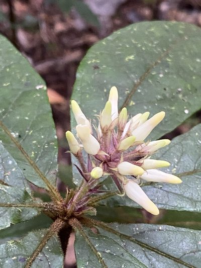 Pittosporum rubiginosum, photographed by Greg Tasney
