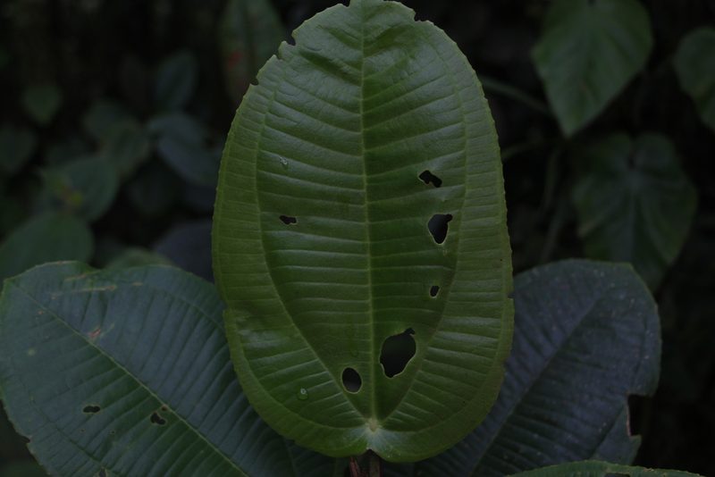 Meriania macrophylla, photographed by Andrés Ramírez-Barrera