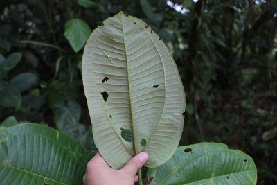 Meriania macrophylla, photographed by Andrés Ramírez-Barrera