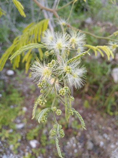Havardia albicans, photographed by Isaac Chacón