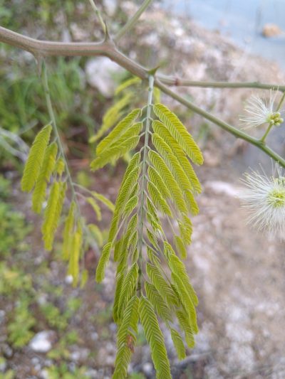 Havardia albicans, photographed by Isaac Chacón