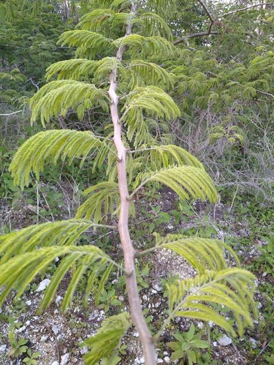 Havardia albicans, photographed by Isaac Chacón