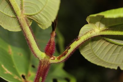 Meriania macrophylla, photographed by Andrés Ramírez-Barrera