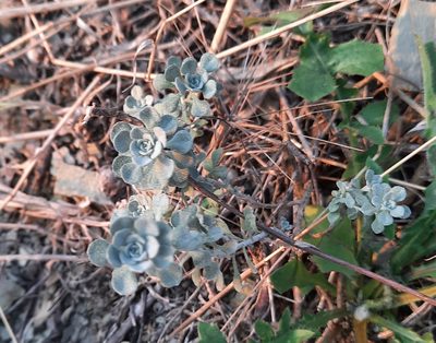 Odontarrhena obtusifolia, photographed by Виктория Билоус