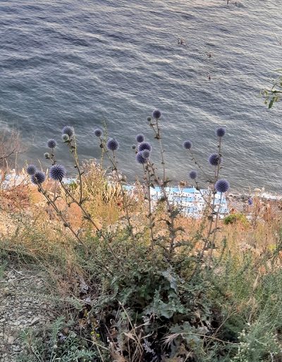 Echinops armatus, photographed by Виктория Билоус