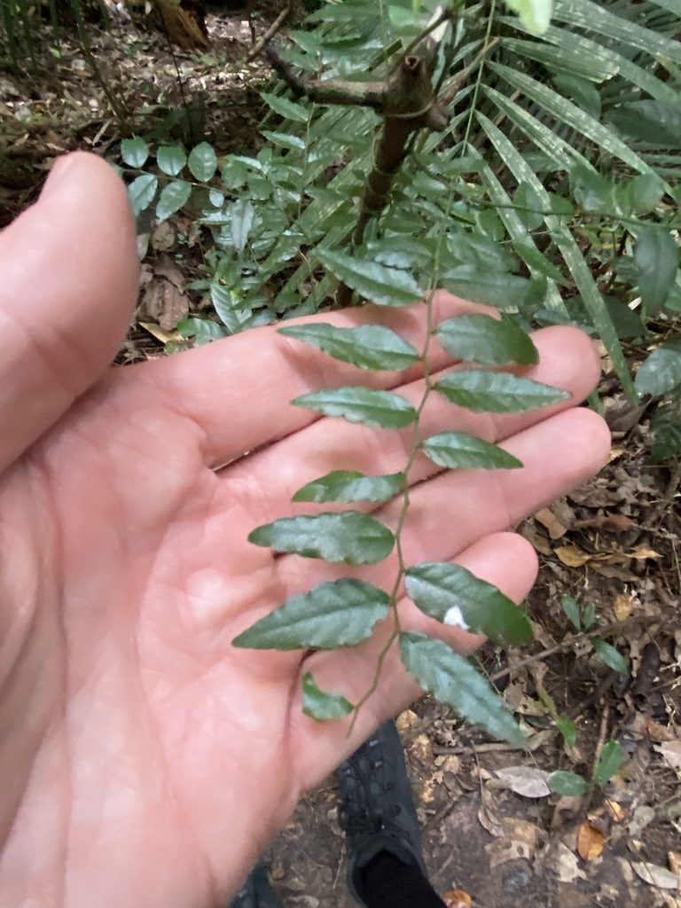 Ventilago ecorollata, photographed by Greg Tasney