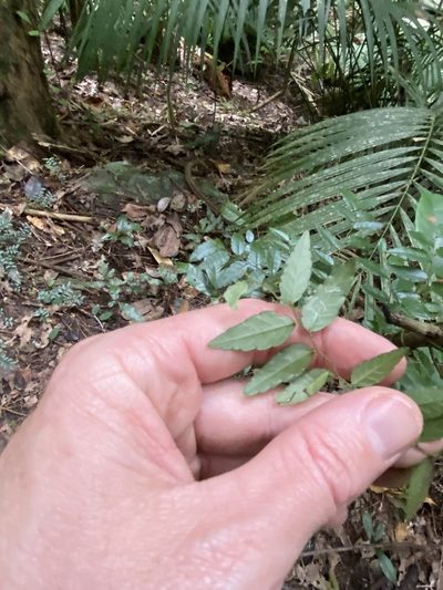 Ventilago ecorollata, photographed by Greg Tasney
