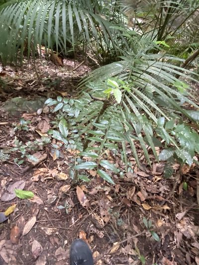 Ventilago ecorollata, photographed by Greg Tasney