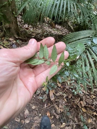 Ventilago ecorollata, photographed by Greg Tasney
