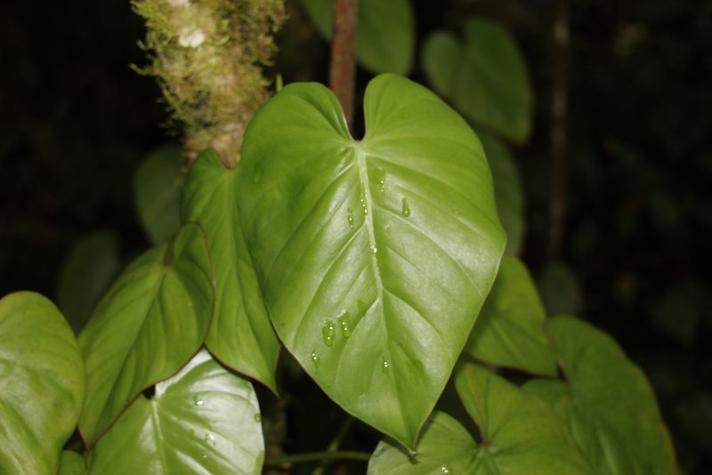 Philodendron hederaceum, photographed by Andrés Ramírez-Barrera