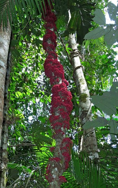Theobroma speciosum, photographed by Sidnei Dantas