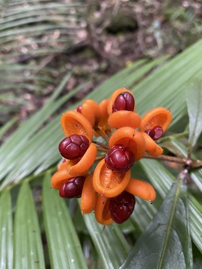 Pittosporum rubiginosum, photographed by Greg Tasney