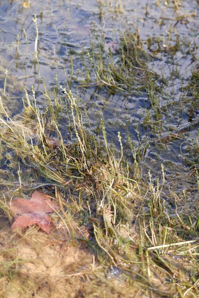 Myriophyllum tenellum, photographed by Bonnie Semmling