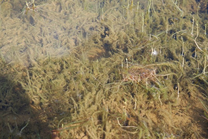 Myriophyllum tenellum, photographed by Bonnie Semmling