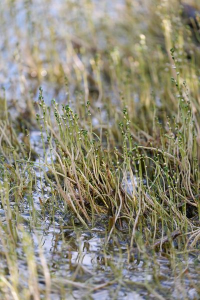 Myriophyllum tenellum, photographed by Bonnie Semmling