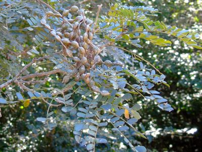 Pityrocarpa obliqua, photographed by Francisco Farriols Sarabia
