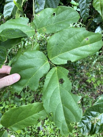 Mucuna gigantea, photographed by Greg Tasney