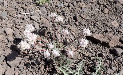 Ipomopsis congesta, photographed by John Brew