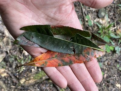 Elaeocarpus grandis, photographed by Greg Tasney