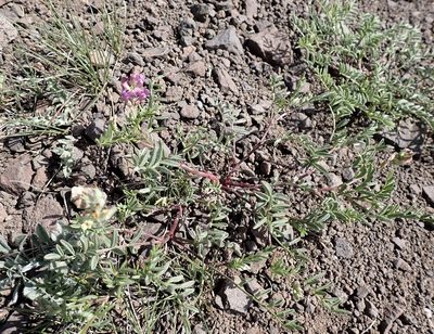 Astragalus whitneyi, photographed by John Brew