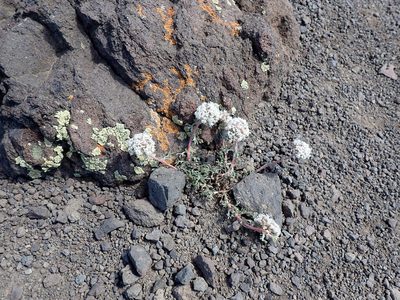 Ipomopsis congesta, photographed by John Brew