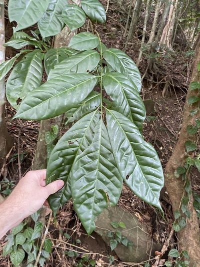 Goniocheton arborescens, photographed by Greg Tasney