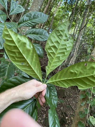 Goniocheton arborescens, photographed by Greg Tasney