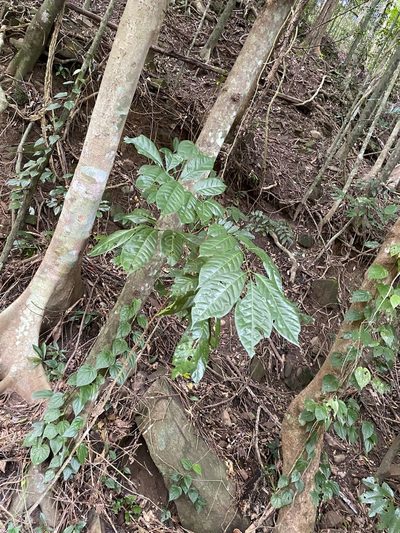 Goniocheton arborescens, photographed by Greg Tasney