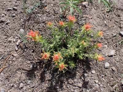 Castilleja applegatei, photographed by John Brew