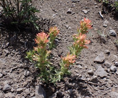 Castilleja applegatei, photographed by John Brew