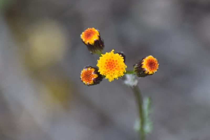 Packera pauciflora, photographed by Syd Cannings
