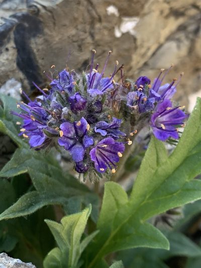 Phacelia lyallii, photographed by Spencer Quayle