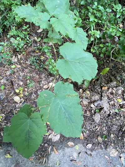 Rubus alceifolius, photographed by Greg Tasney