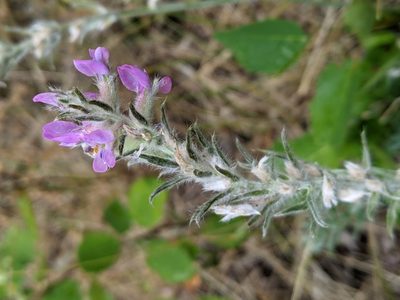 Oxytropis splendens, photographed by Ben Keen
