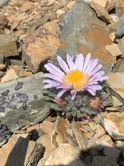 Townsendia condensata, photographed by Spencer Quayle