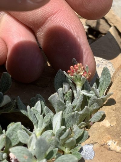 Eriogonum androsaceum, photographed by Spencer Quayle