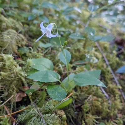 Campanula scouleri