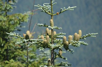 Abies procera, photographed by David Anderson