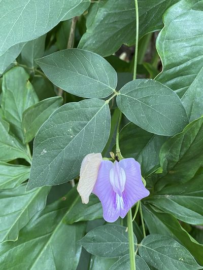 Centrosema molle, photographed by Greg Tasney