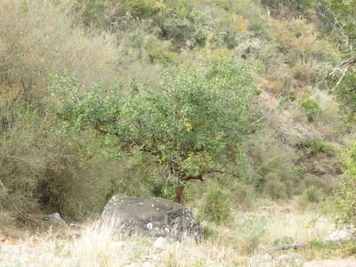 Searsia chirindensis, photographed by Christiaan Viljoen