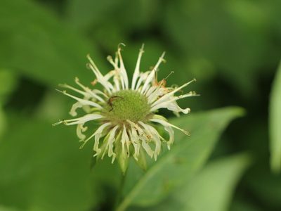 Monarda clinopodia, photographed by jrcagle