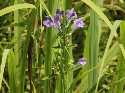 Scutellaria integrifolia, photographed by jrcagle