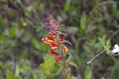 Neobartsia camporum, photographed by Don Johnston