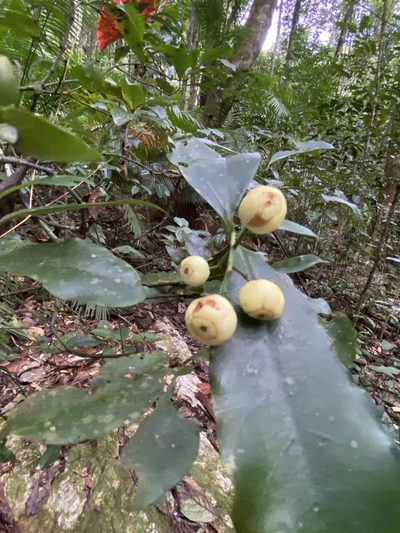 Psychotria dallachiana, photographed by Greg Tasney