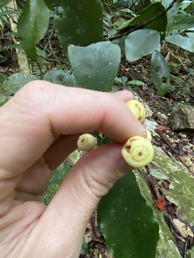 Psychotria dallachiana, photographed by Greg Tasney
