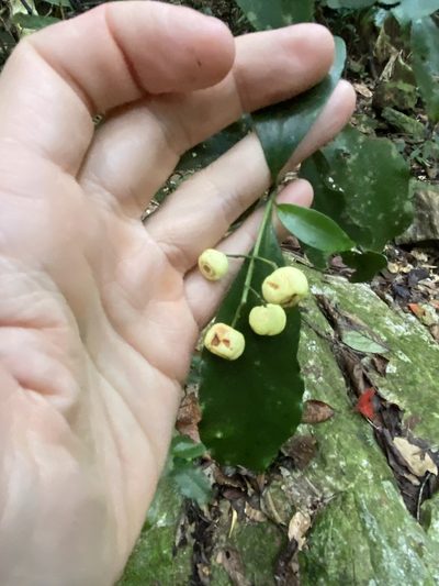 Psychotria dallachiana, photographed by Greg Tasney