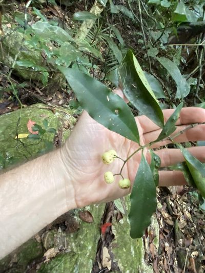 Psychotria dallachiana, photographed by Greg Tasney