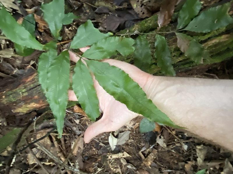 Abacopteris aspera, photographed by Greg Tasney